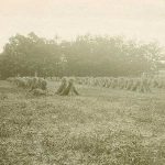 Terrein met rijen van schoven